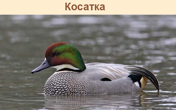 Косатка