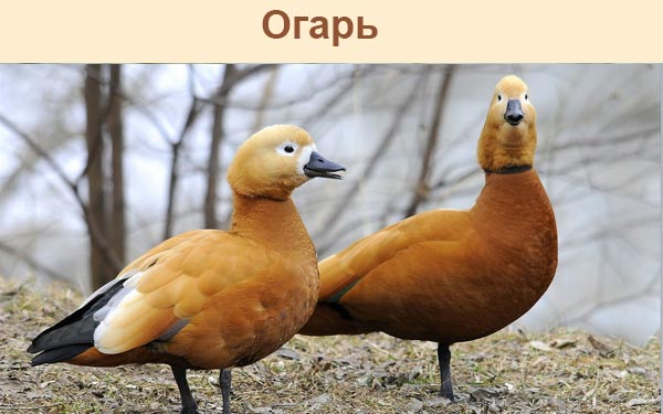 Огарь