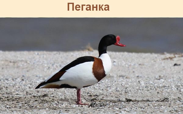 Пеганка