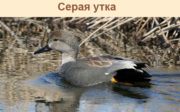 Серая утка