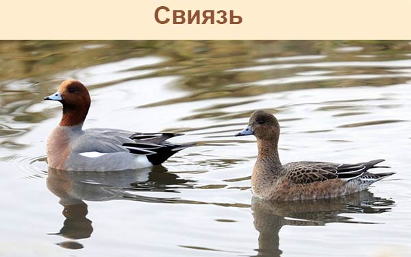 Свиязь