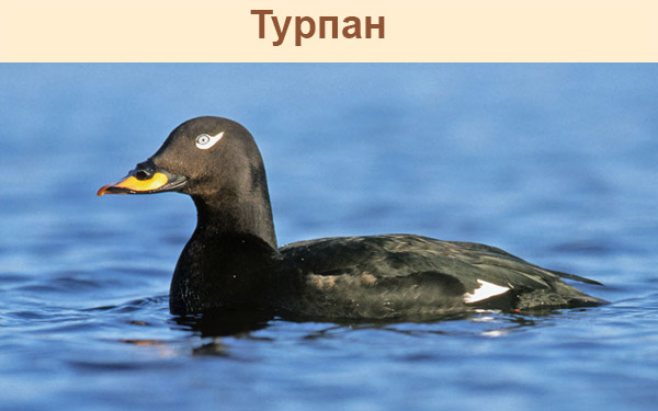 Турпан