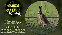 Охота на зайца