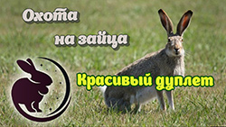 Охота на зайца