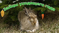 Охота на зайца