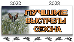 Охота на зайца