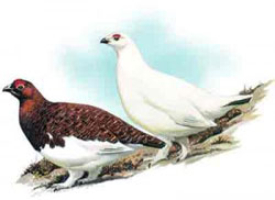 Охота на куропатку