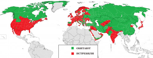 Волки