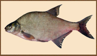 Лещ Лещ