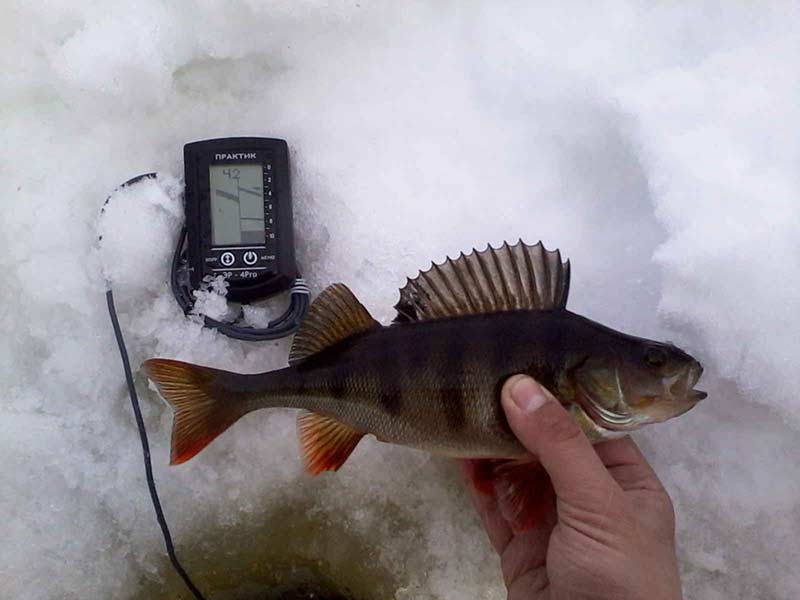 эхолоты для зимней рыбалки
