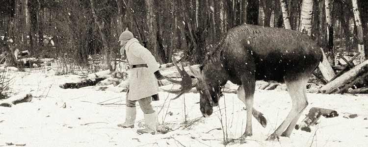 Боевые лоси