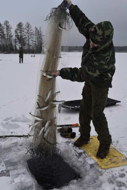 Ловля ряпушки