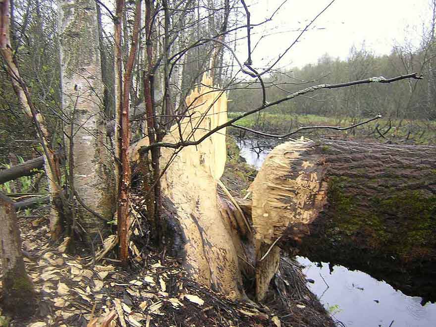 Обыкновенный, или речной бобр